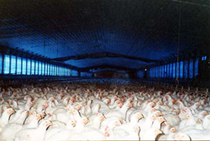  www.factoryfarming.com