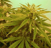  www.cannabis.com